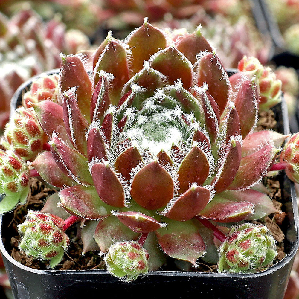 Sempervivum 'Cherry Frost'