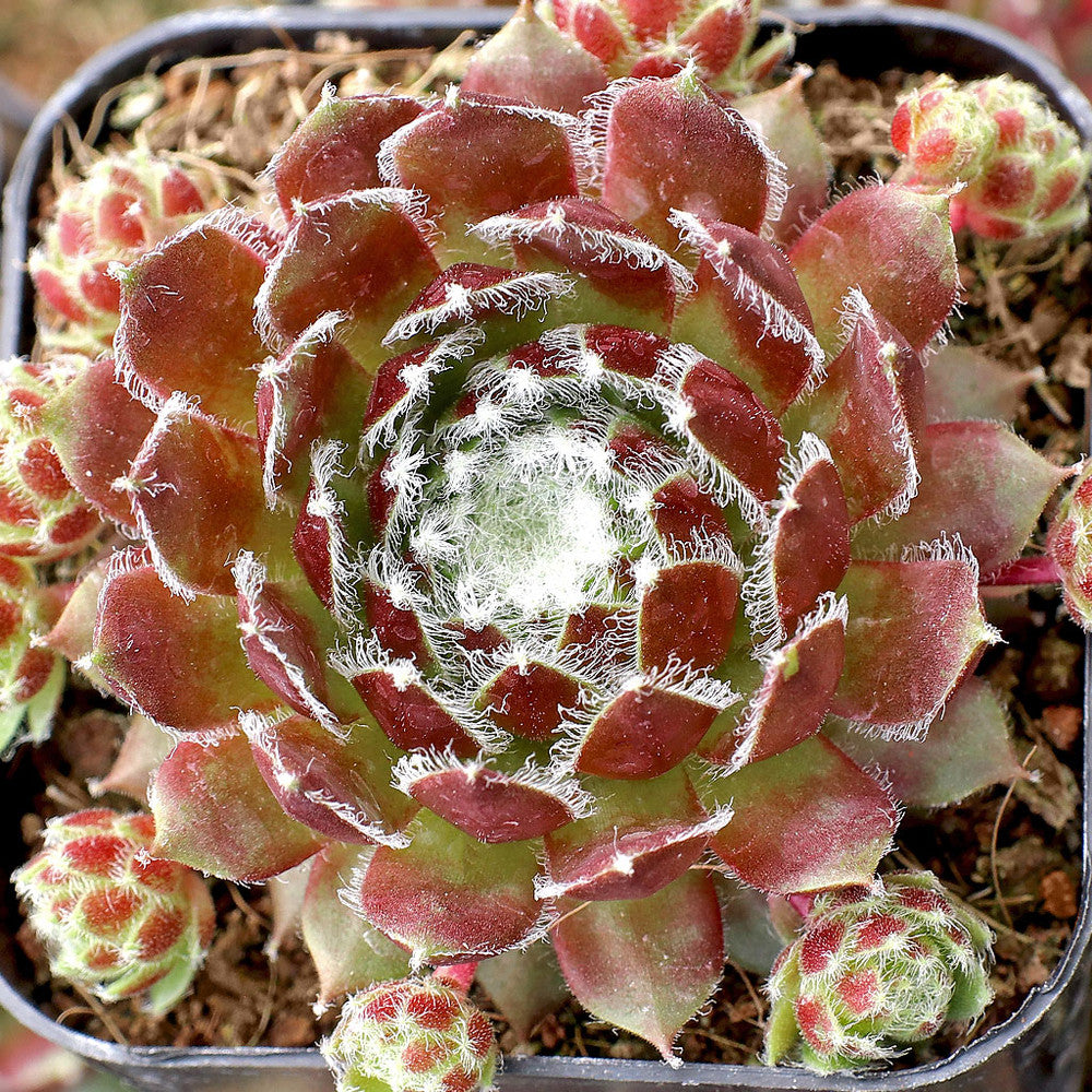 Sempervivum 'Cherry Frost'