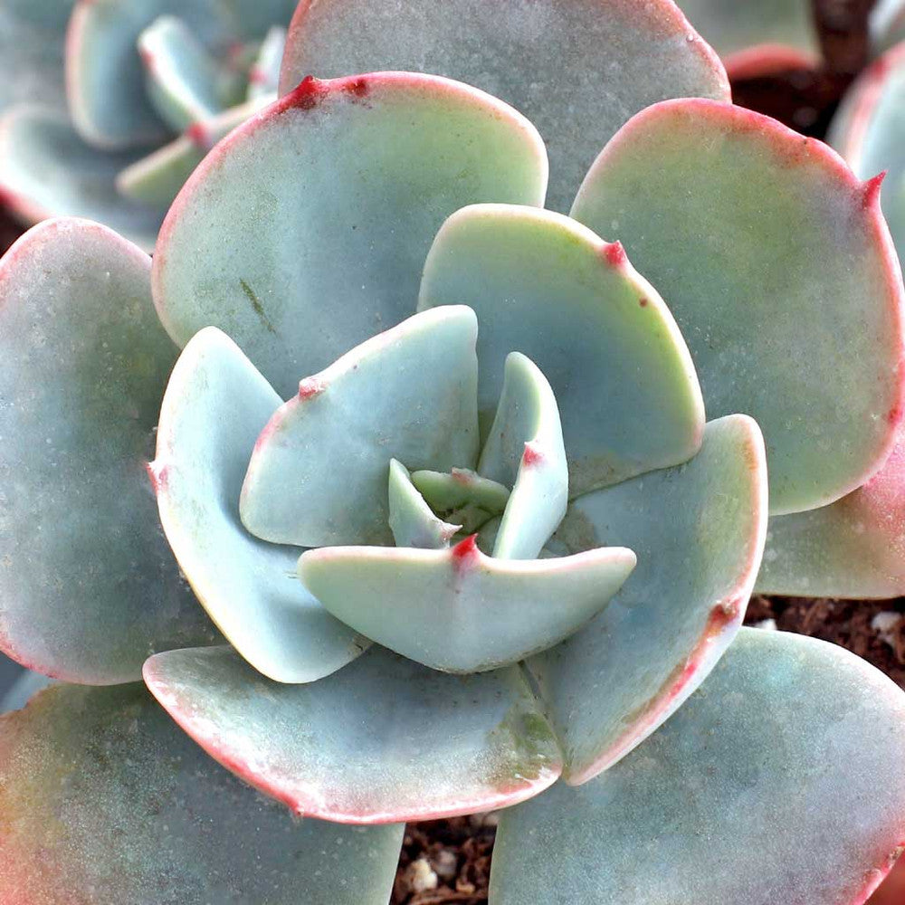 Echeveria 'Blue Sky'