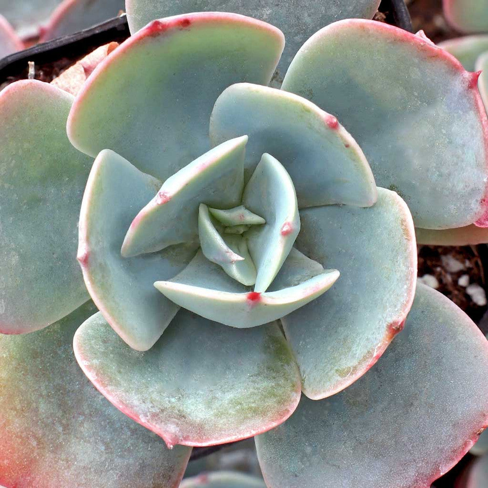 Echeveria 'Blue Sky'