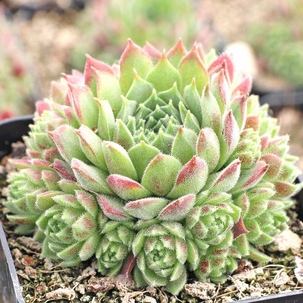 Sempervivum 'Pacific Trails'