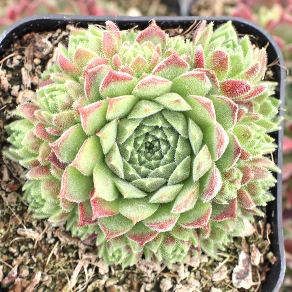 Sempervivum 'Pacific Trails'
