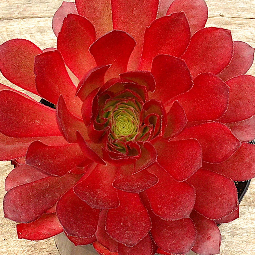Semponium 'Sienna'