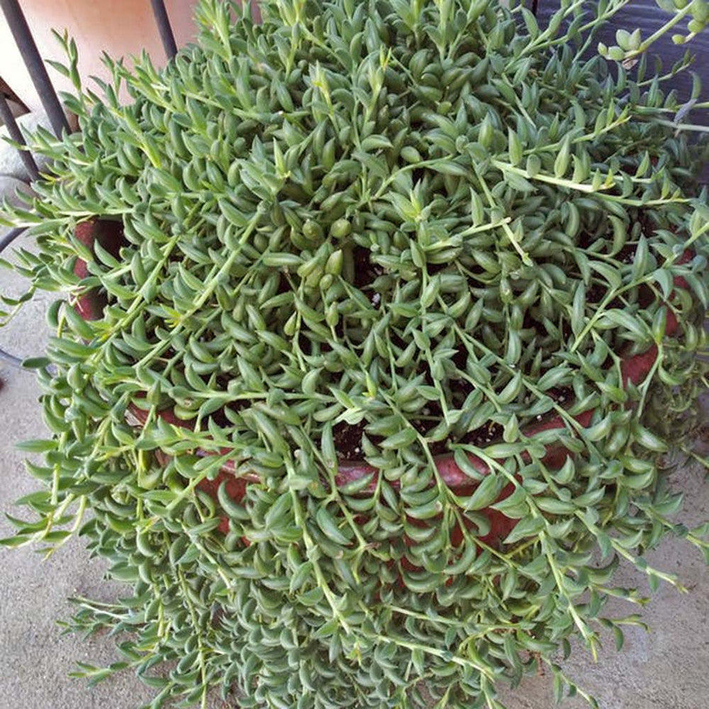 Senecio radicans - String of Bananas, Fish Hooks