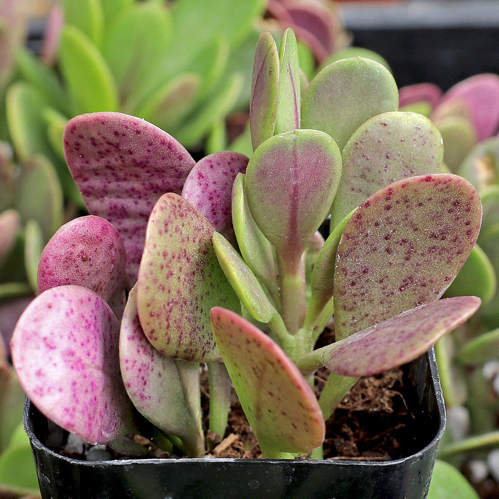 Senecio jacobsenii - Trailing Jade, Weeping Jade