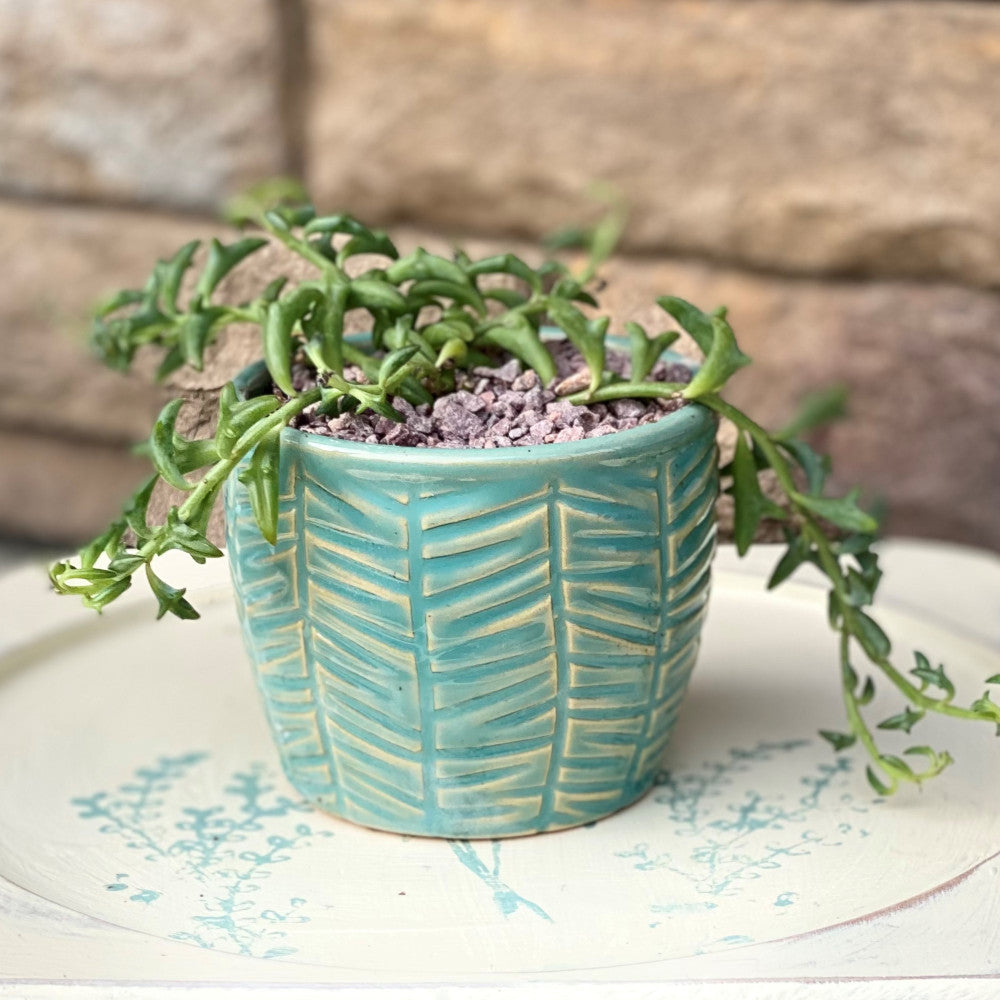Senecio peregrinus - String of Dolphins