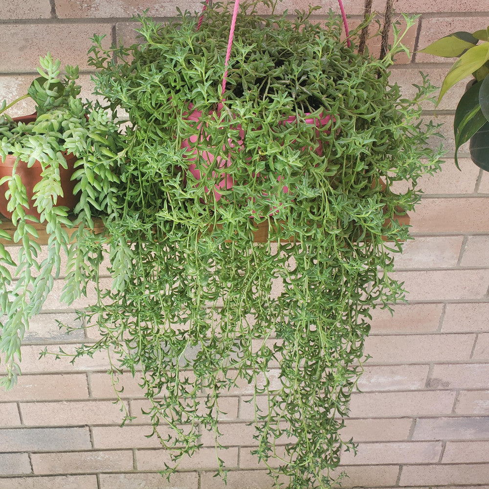 Senecio peregrinus - String of Dolphins