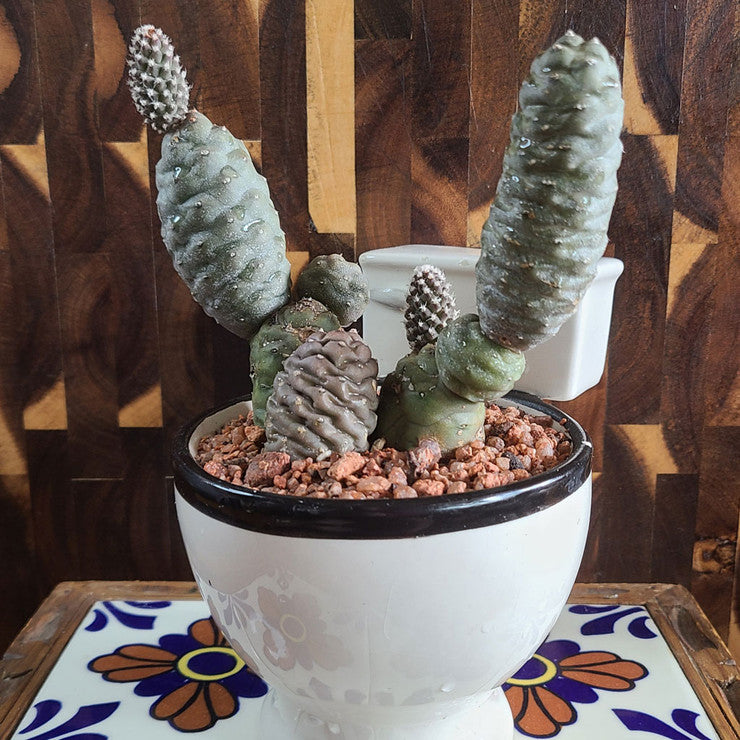 Tephrocactus articulatus var. inermis - Pine Cone Cactus [large] [bare root]