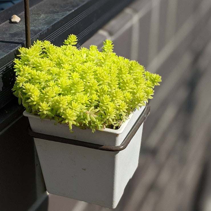 Sedum japonicum 'Tokyo Sun' [large]