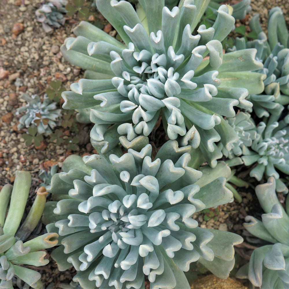 Echeveria runyonii 'Topsy Turvy'