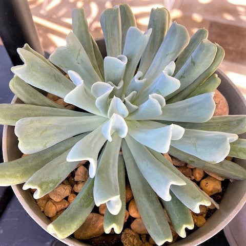 Echeveria runyonii 'Topsy Turvy'