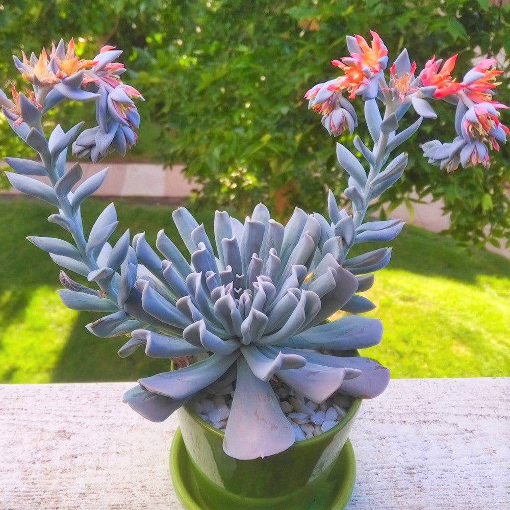 Echeveria runyonii 'Topsy Turvy'