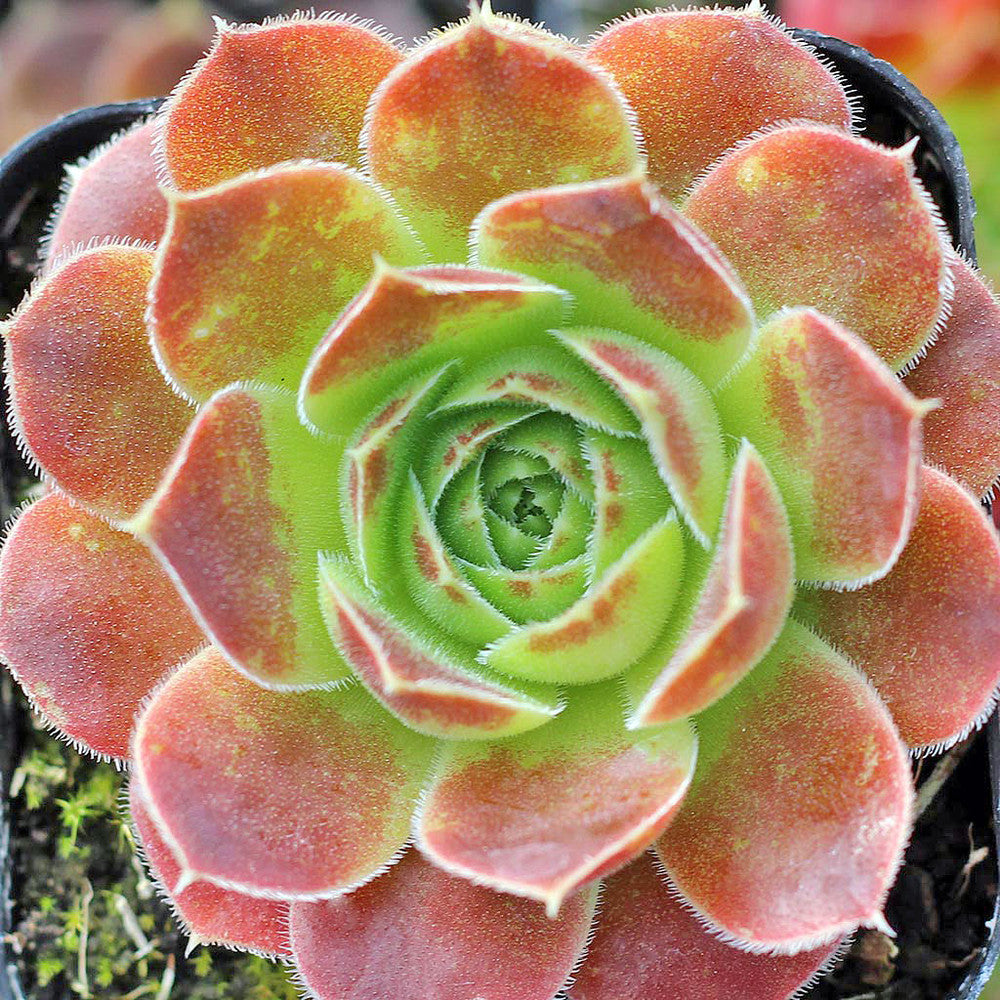 Sempervivum heuffelii 'Torrid Zone'