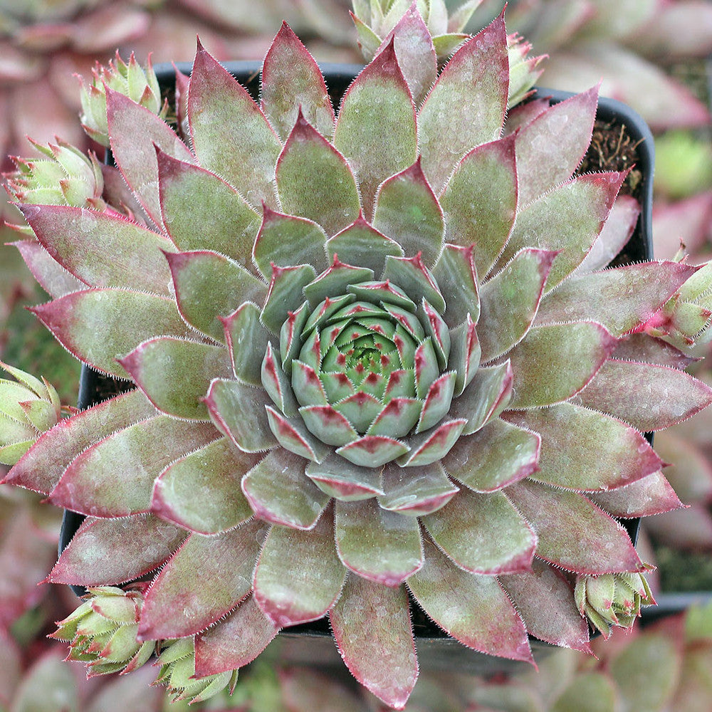 Sempervivum 'Twilight Blues'