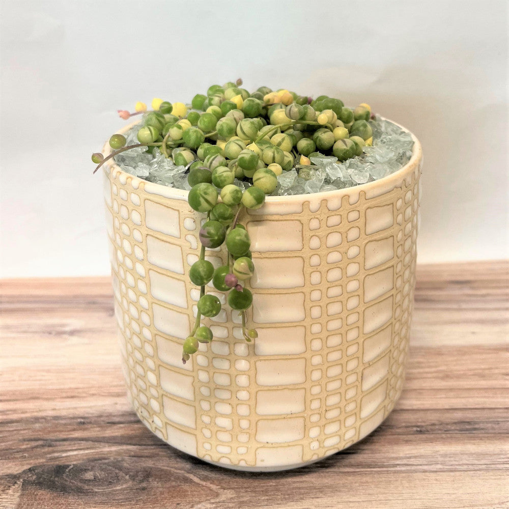 Senecio rowleyanus f. variegatus - Variegated String of Pearls [large]