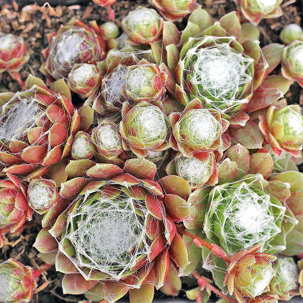 Sempervivum 'Webbi Flame'