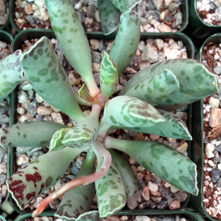 Adromischus cooperi - Plover Eggs