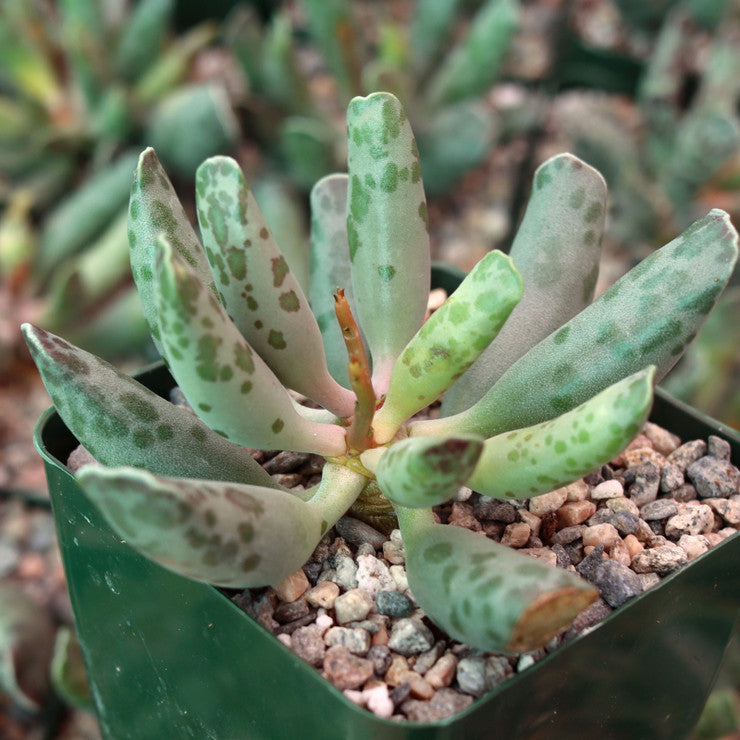 Adromischus cooperi - Plover Eggs