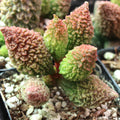 Adromischus marianae f. herrei