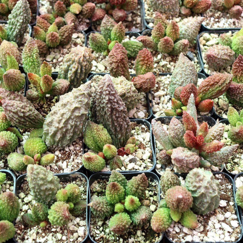 Adromischus marianae f. herrei