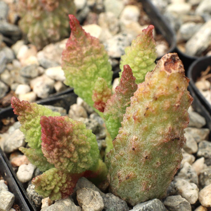 Adromischus marianae f. herrei
