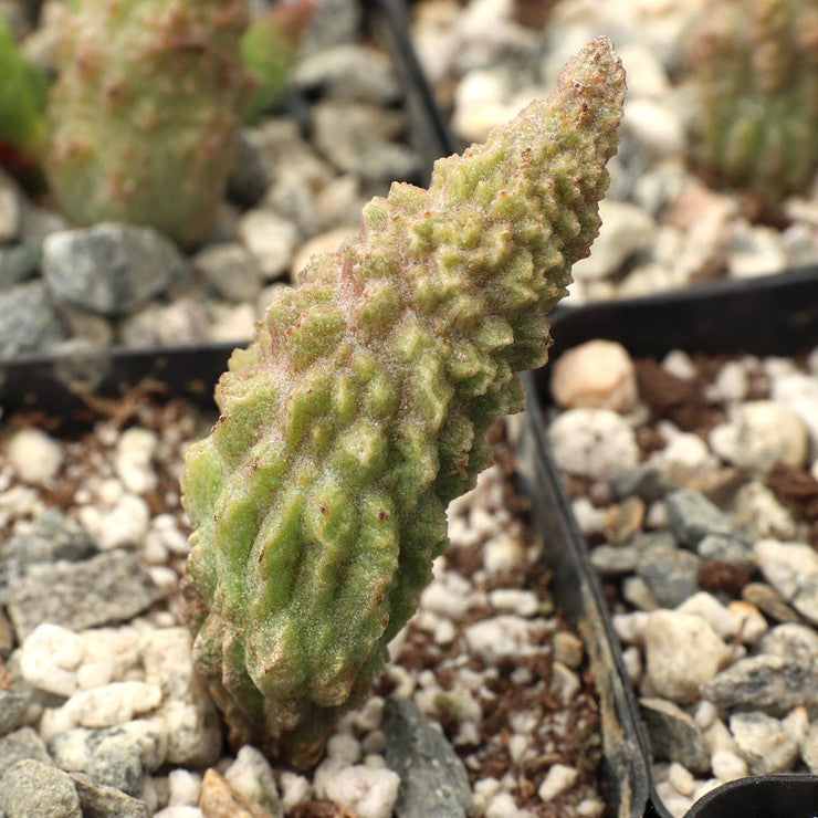 Adromischus marianae f. herrei