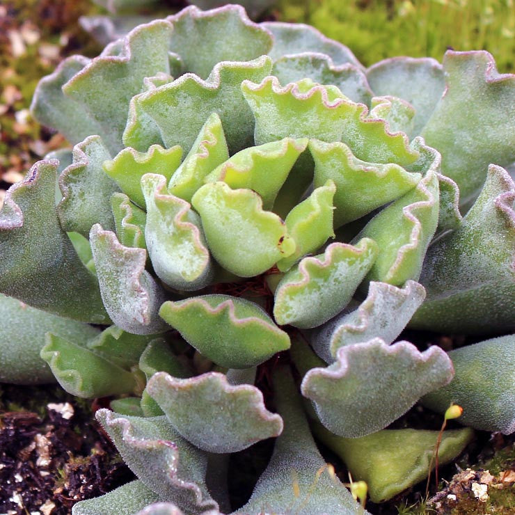 Adromischus cristatus - Crinkle-Leaf Plant