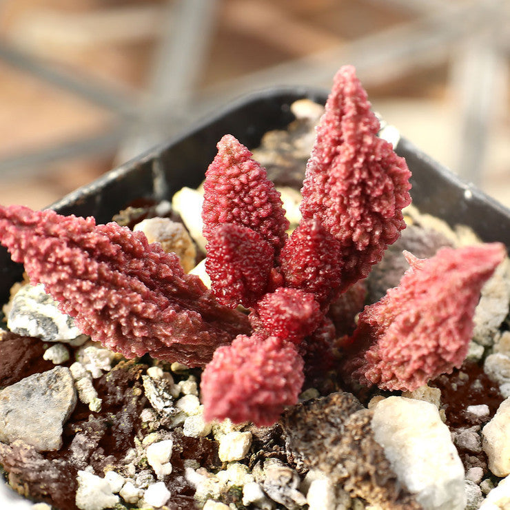 Adromischus marianae f. herrei