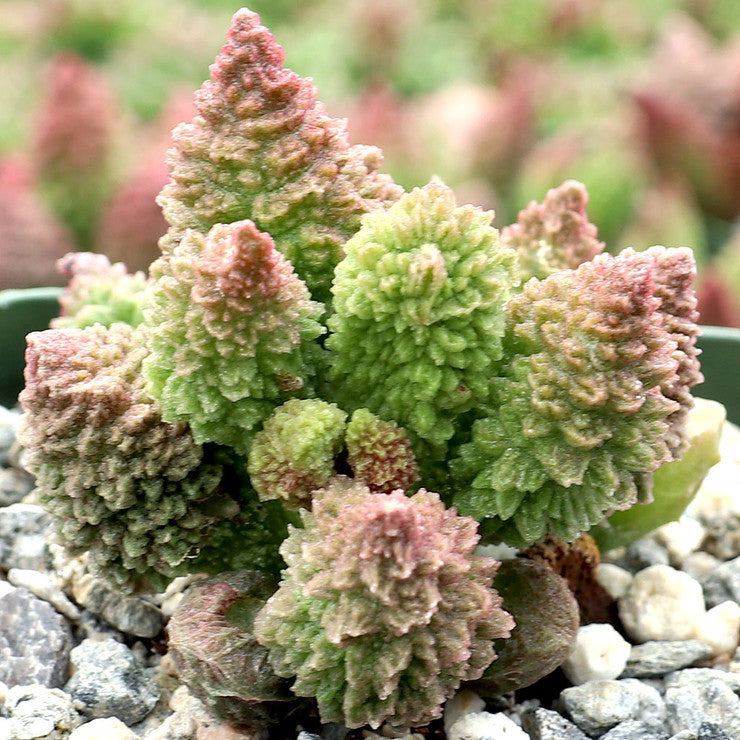 Adromischus marianae f. herrei