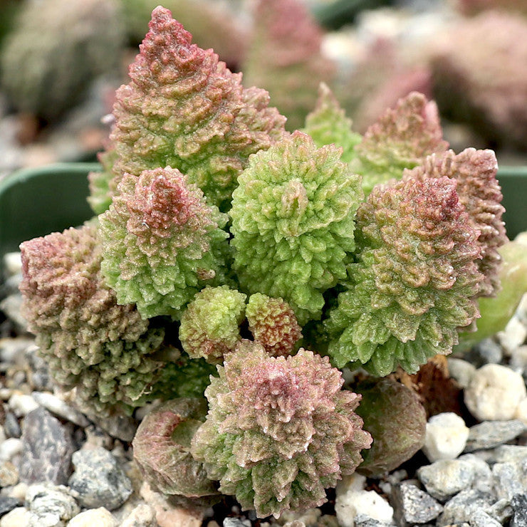 Adromischus marianae f. herrei