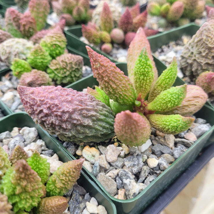 Adromischus marianae f. herrei