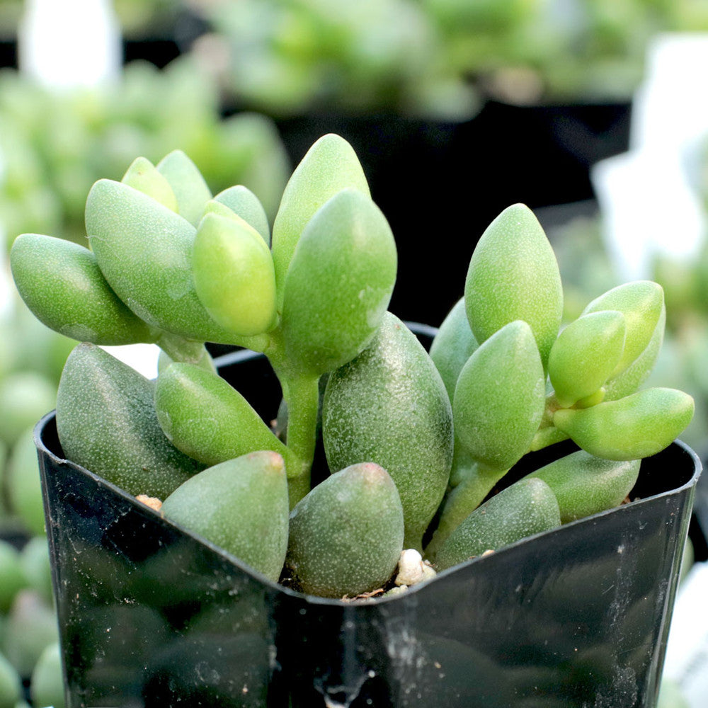 Adromischus filicaulis ssp. marlothii