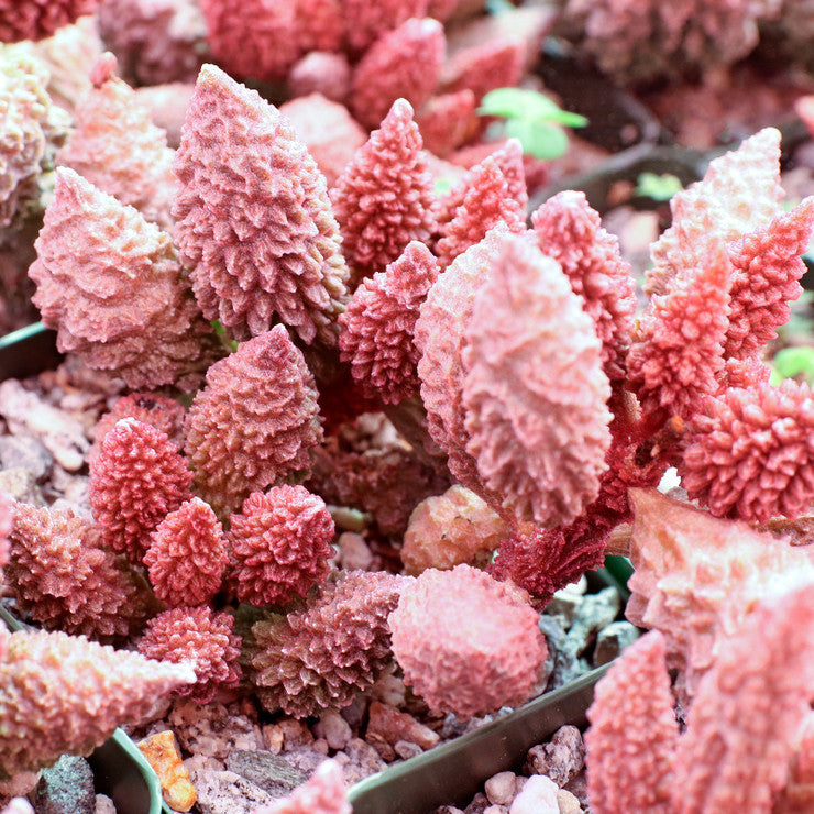 Adromischus marianae f. herrei