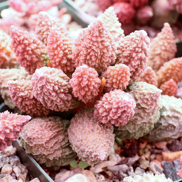 Adromischus marianae f. herrei