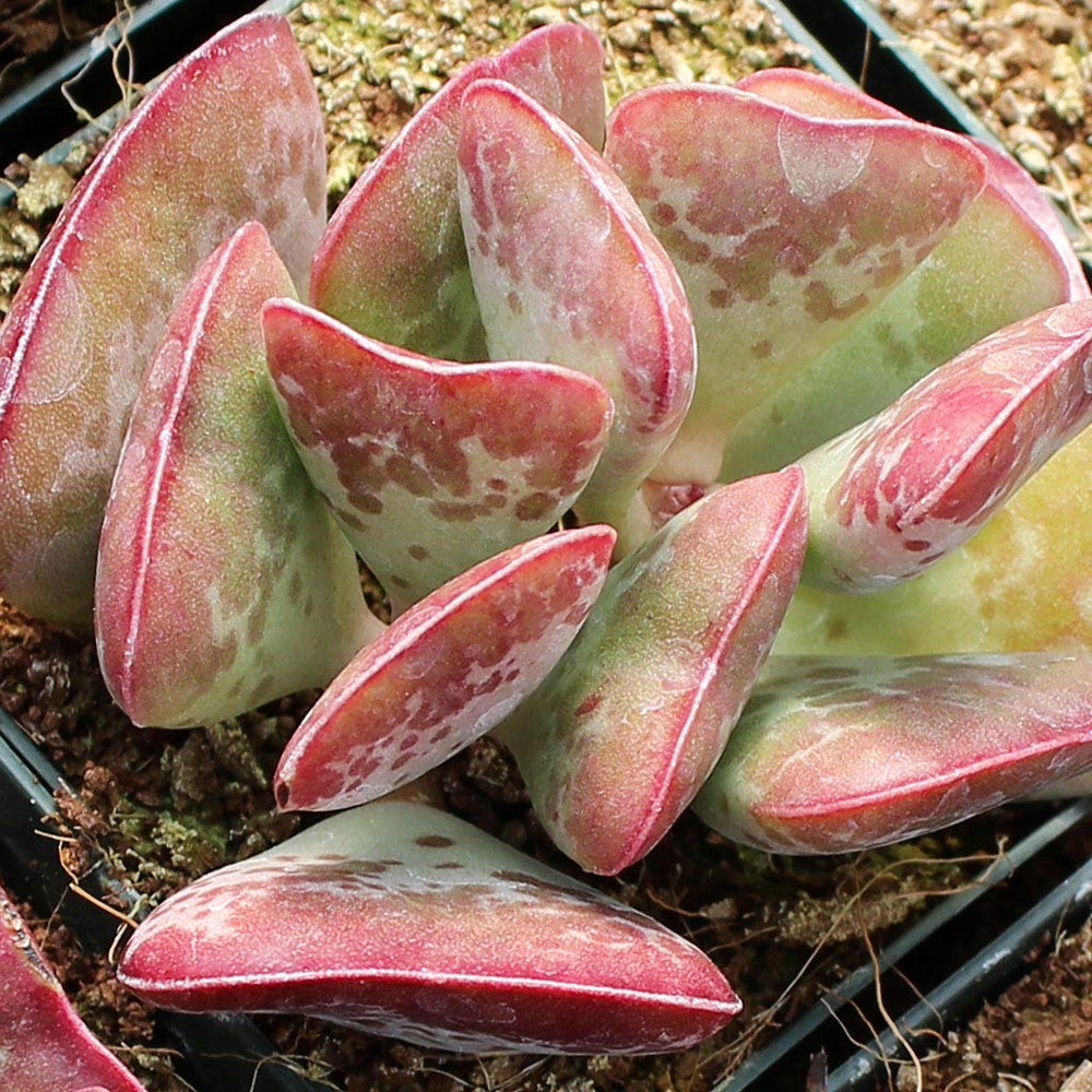 Adromischus triflorus 'Calico Hearts'