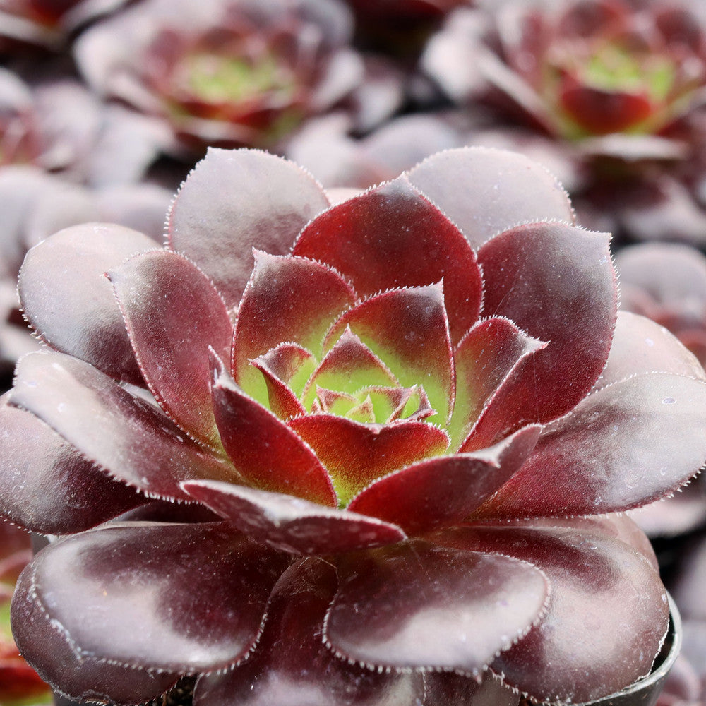 Aeonium arboreum 'Black Rose'