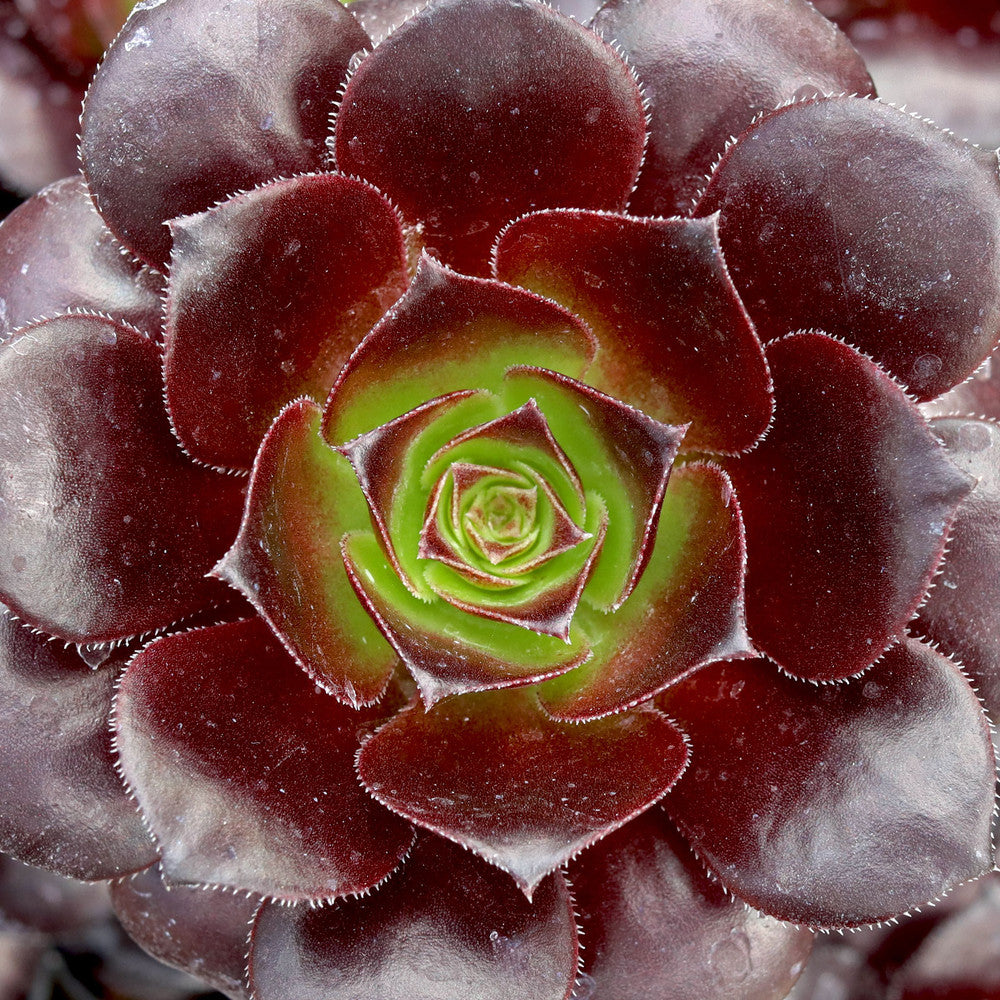 Aeonium arboreum 'Black Rose'