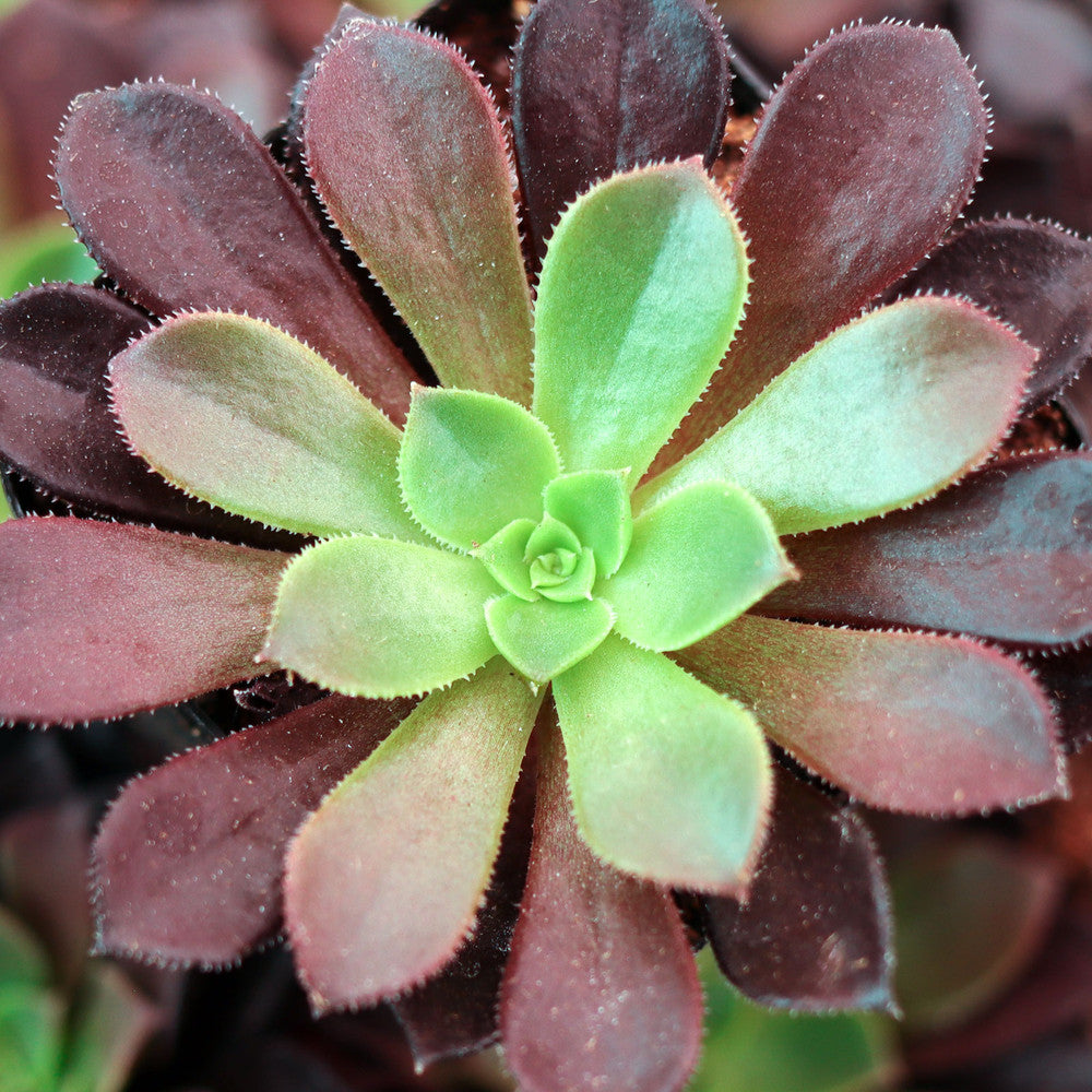 Aeonium 'Phoenix Flame'