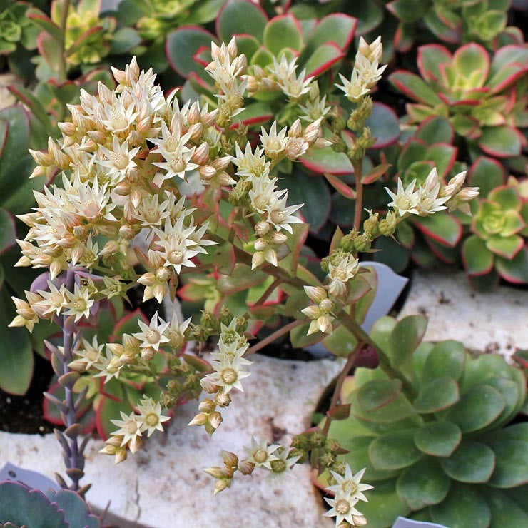 Aeonium 'Kiwi'