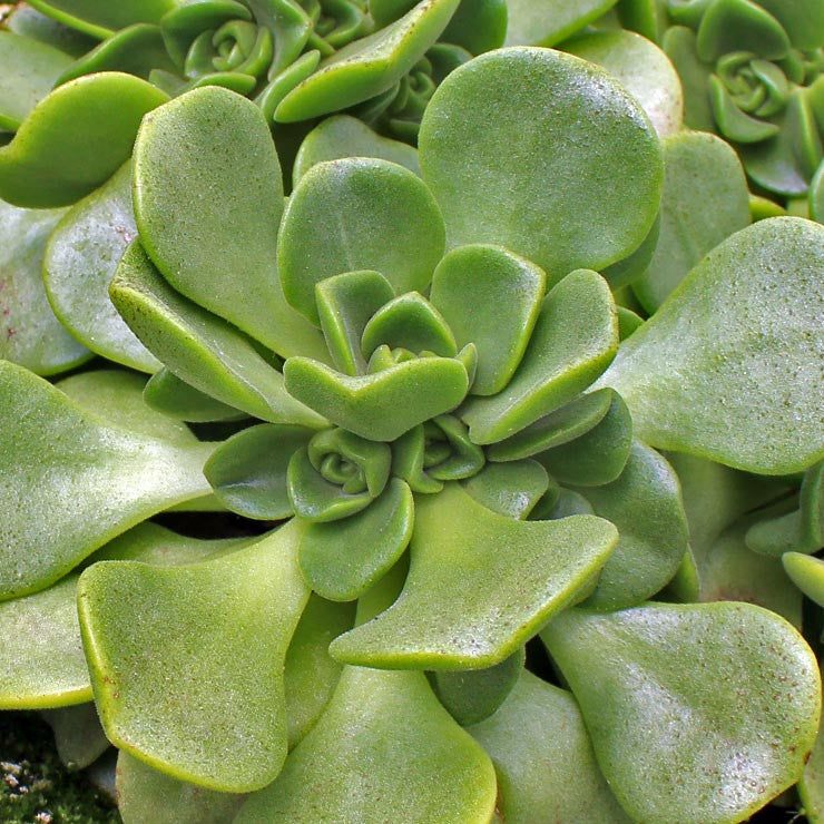 Aeonium 'Lily Pad'
