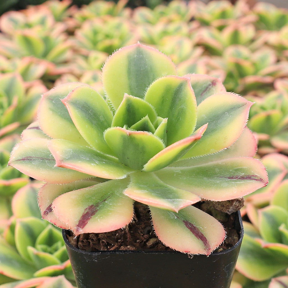 Aeonium 'Floresens'