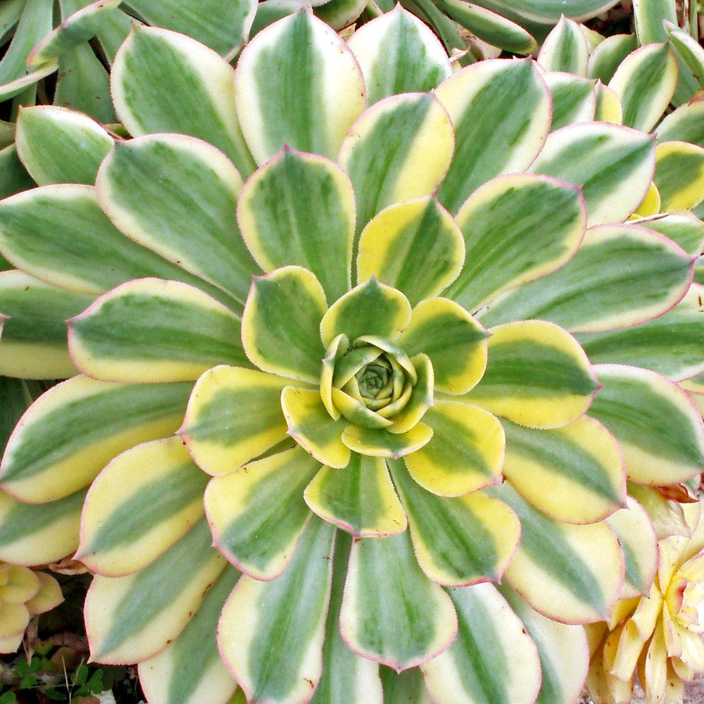 Aeonium 'Sunburst'