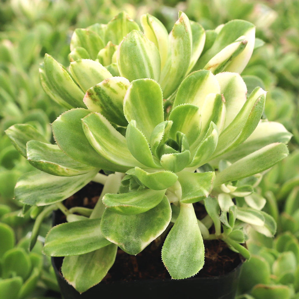 Aeonium castello-paivae variegata 'Suncup'