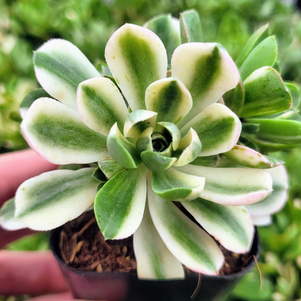 Aeonium castello-paivae variegata 'Suncup'