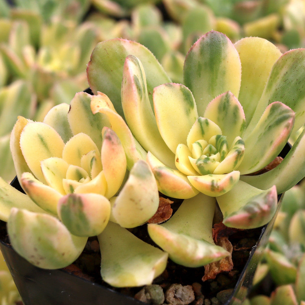 Aeonium castello-paivae variegata 'Suncup'