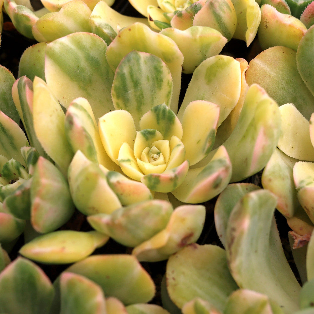 Aeonium castello-paivae variegata 'Suncup'