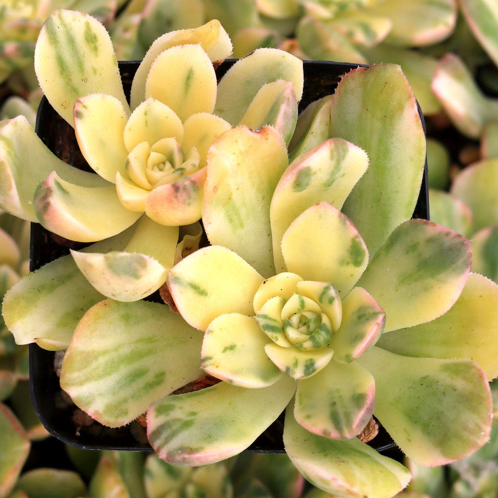 Aeonium castello-paivae variegata 'Suncup'