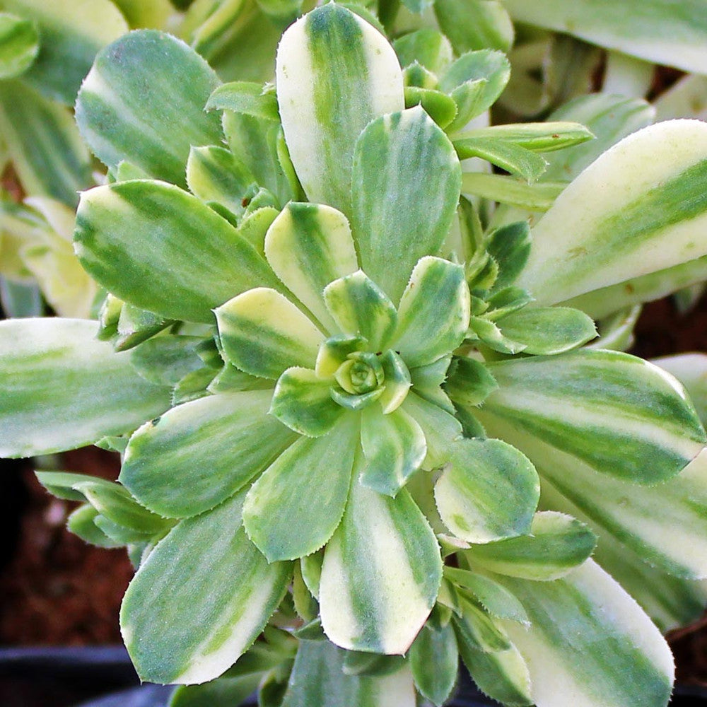 Aeonium castello-paivae variegata 'Suncup'