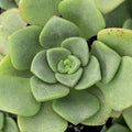 Aeonium 'Lily Pad'