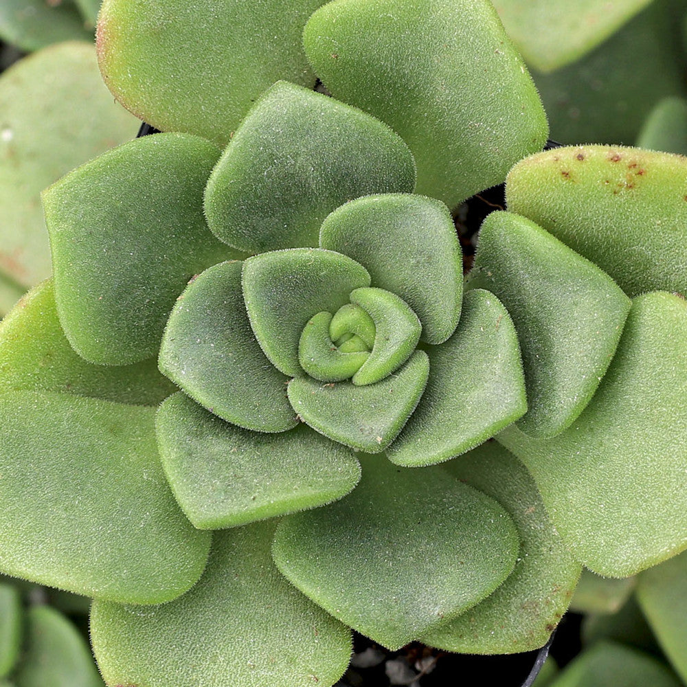 Aeonium 'Lily Pad'